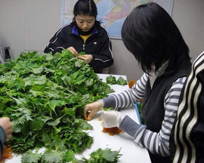 大連蘑菇视频网站免费